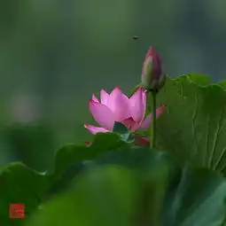 我拍荷花
