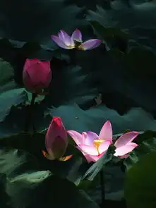 仲夏荷花