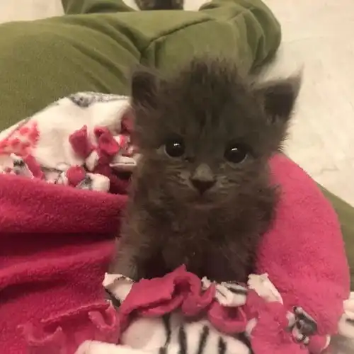 顶着莫西干头的小奶猫,真是太可爱了