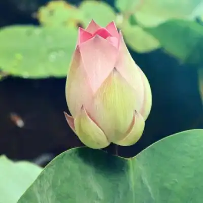 最美的荷花头像,美丽傲然的荷花图片