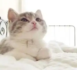 小奶猫怎么唤都唤不醒,铲屎官头疼不已为什么小奶猫那么嗜睡