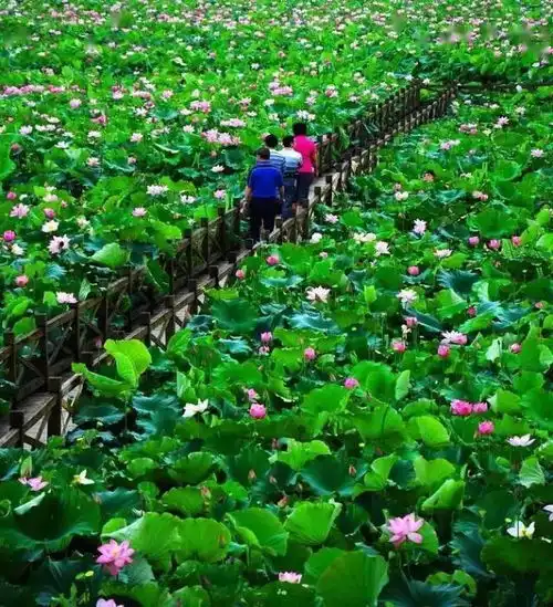 6.13日赏大畲荷花漂赣江源漂流,石城赏花漂流一日自驾游