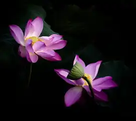 仲夏安阳洹园赏荷花