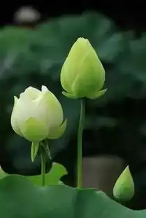 如孝法师你是否在把敌人当朋友