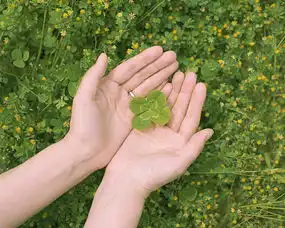 即将迎来好运的生肖