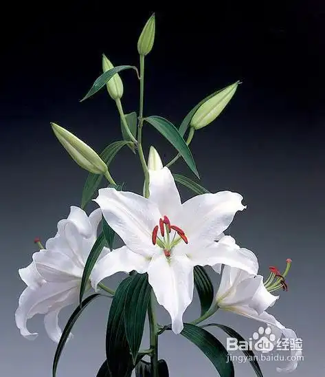 这些花放在家里很影响你的健康
