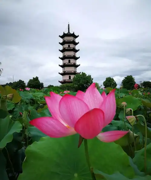 赏荷花何必非去西湖这片十里荷塘已经美到爆,赶紧约起来