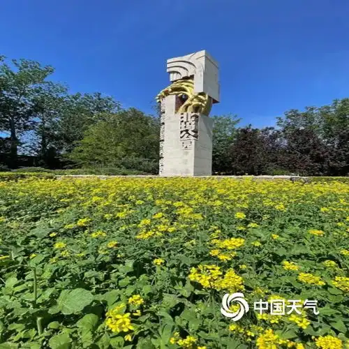 北京北坞公园油菜花进入盛花期风景美如画