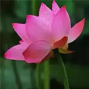 花之语莲花