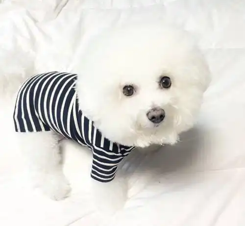 比熊换了一个主人不吃不喝