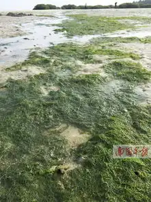 12月22日焦点图绿藻遍布北海银滩一日清理40吨