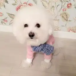 萌死人不偿命的比熊犬好想咬一口