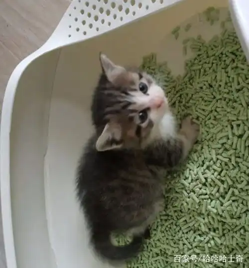 三十块钱买了一只小奶猫,网友萌翻了,这样的猫给我来一打