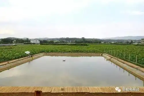 弥勒百亩荷花齐开放,美到爆快来赏荷花,摘莲米,吃美食