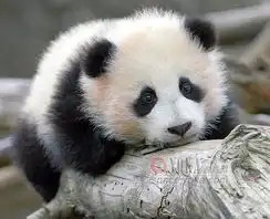 红脸蛋sue7832的时尚图片