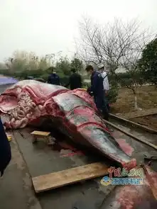 8吨重的大鲸鱼竟买来喂狗江西这家公司太疯狂宰杀现场血腥慎点