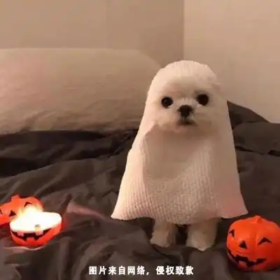 可爱沙雕小文案