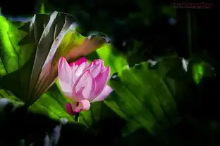 李村河的美荷