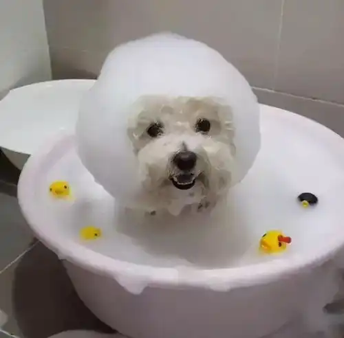 长时间这样去养比熊犬,它们的身体迟早会坏掉