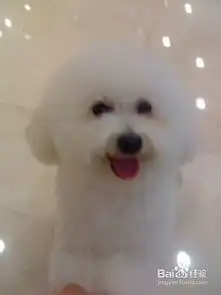比熊幼犬的选购注意事项