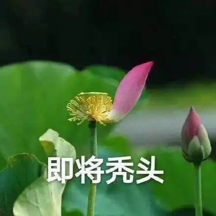 佛系莲花头像图片大全佛系莲花头像带字图片大全高清免费预约v1.0嗨客手机下载站