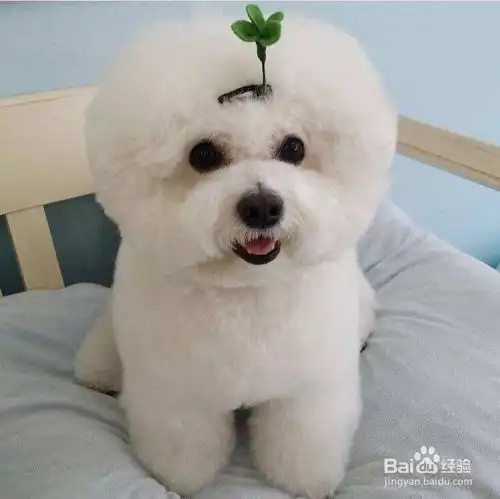 养狗新人如何养好比熊犬