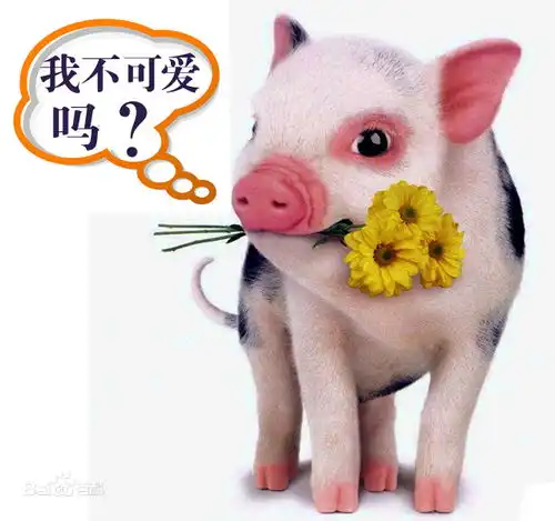 宠物对人类重要性越来越大,我们该怎样对待宠物