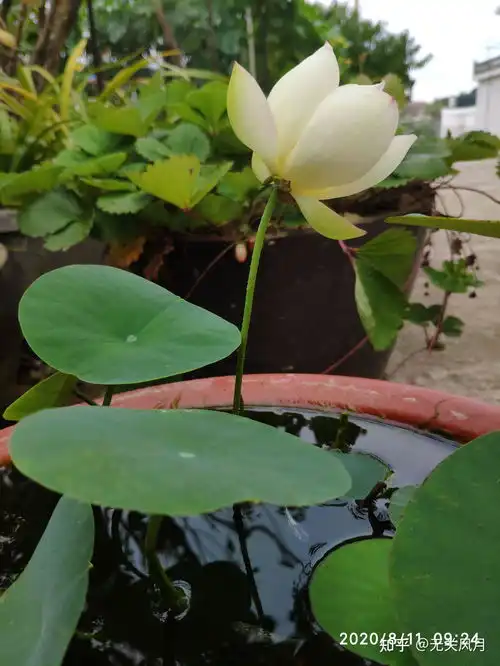 怎样可以养出一缸荷花