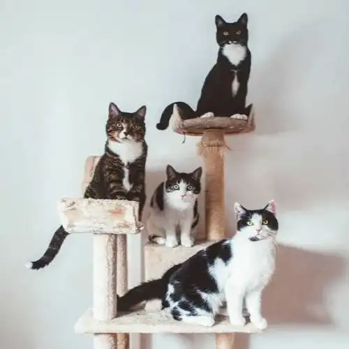 没养猫男子开抽屉时,惊见一只奶牛猫和一窝小奶牛,直接收编
