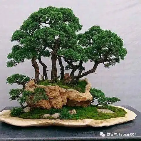 奇盆异景