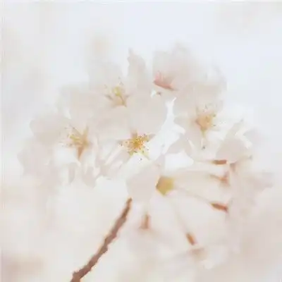 清新的花儿头像,清新淡雅的花朵图片