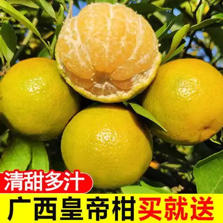 广西皇帝柑新鲜橘子柑橘水果现摘薄皮桔子贡柑5斤带箱包邮