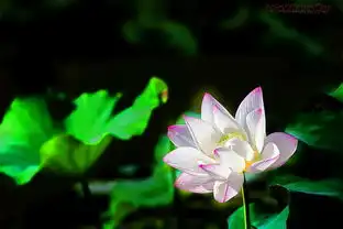 李村河的美荷