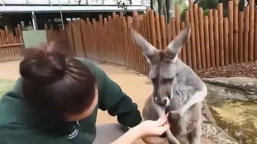 美女好奇心驱使作死翻开袋鼠的袋子,翻开看清后才觉得后悔不已