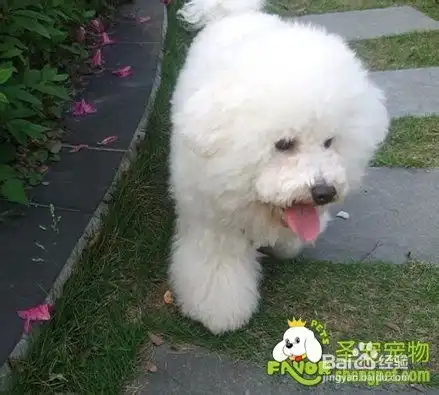 比熊犬的洗澡打扮及一些注意事项有哪些