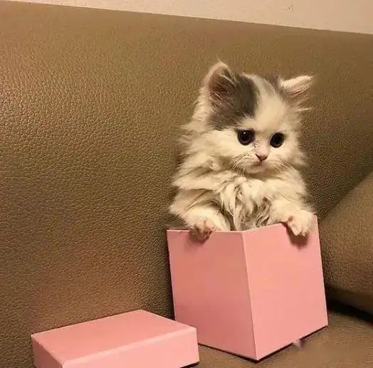 小奶猫被弃垃圾桶旁,在雨中瑟瑟发抖,下一秒太让人感动