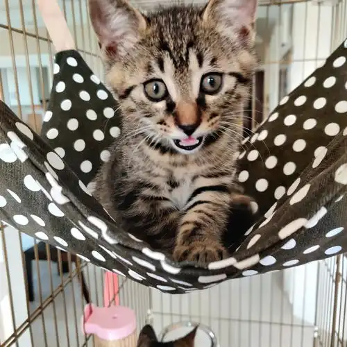 小奶猫乘凉萌化啦给崽崽们找个好人家,希望好心...