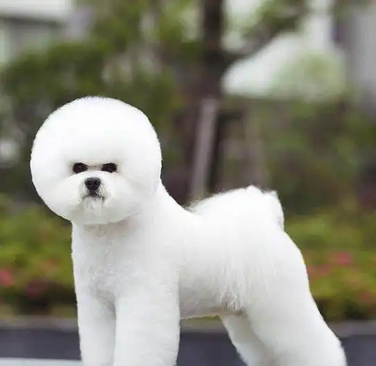 毛发雪白蓬松卷曲,可爱的比熊犬还有另外的一面,你可知道