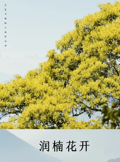 华南地区面积最大清溪森林公园的润楠花海迎来最佳观赏期