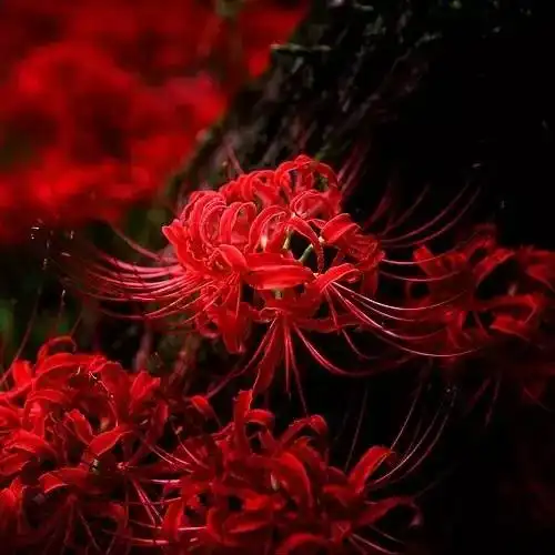 100种花开时间表组图太珍贵了,赏花必备