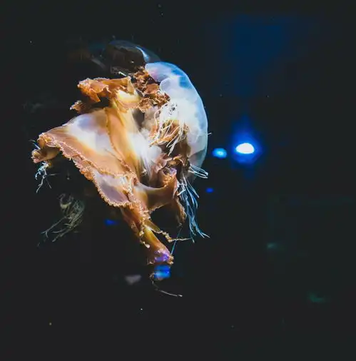 水母高清摄影素材摄影图