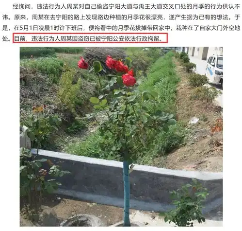 偷盗月季被行拘引争议山东一地多部门回应