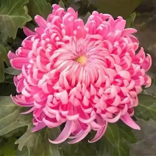 大年初十,梅花,兰花,荷花,菊花,祝你花开富贵美醉了玄德
