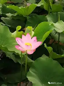 菏泽单县湿地公园荷花,美呆了