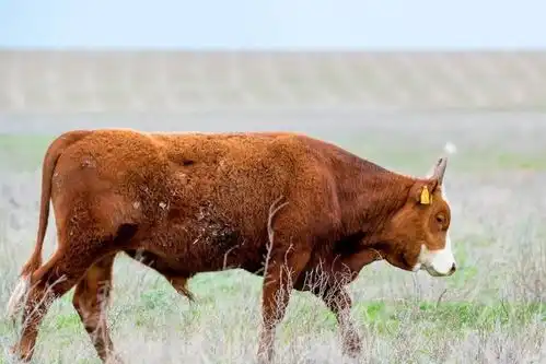 属牛人在2022年几月有望转运心想事成,想啥来啥,贵人处处帮扶