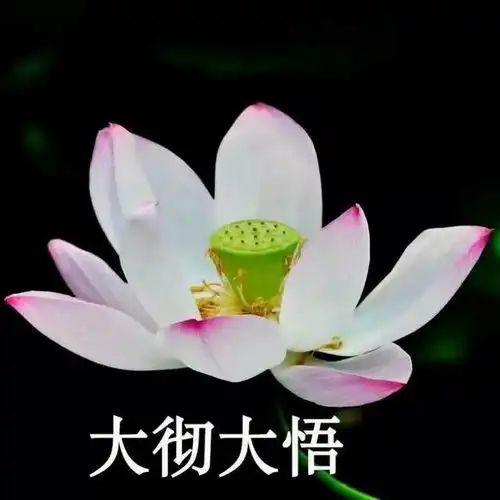 全网最全莲花头像,lovepeace
