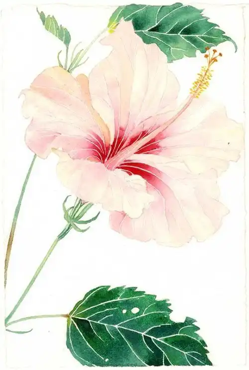 送你一组临摹水彩花卉素材