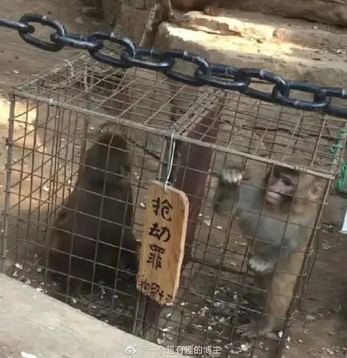峨眉山回应推行人猴分离峨眉山猴子为什么那么凶峨眉山猴子抢孩子