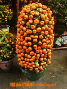 小金橘