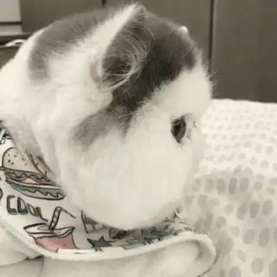 微信头像可爱猫猫咪可爱高清头像图片